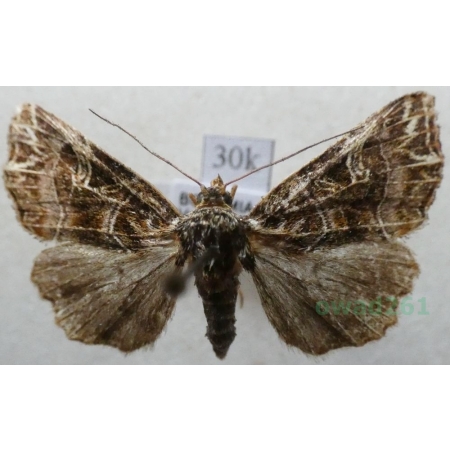 Callopistria juventina (Stoll, 1782) Roztropnica młodzianka Czech30k